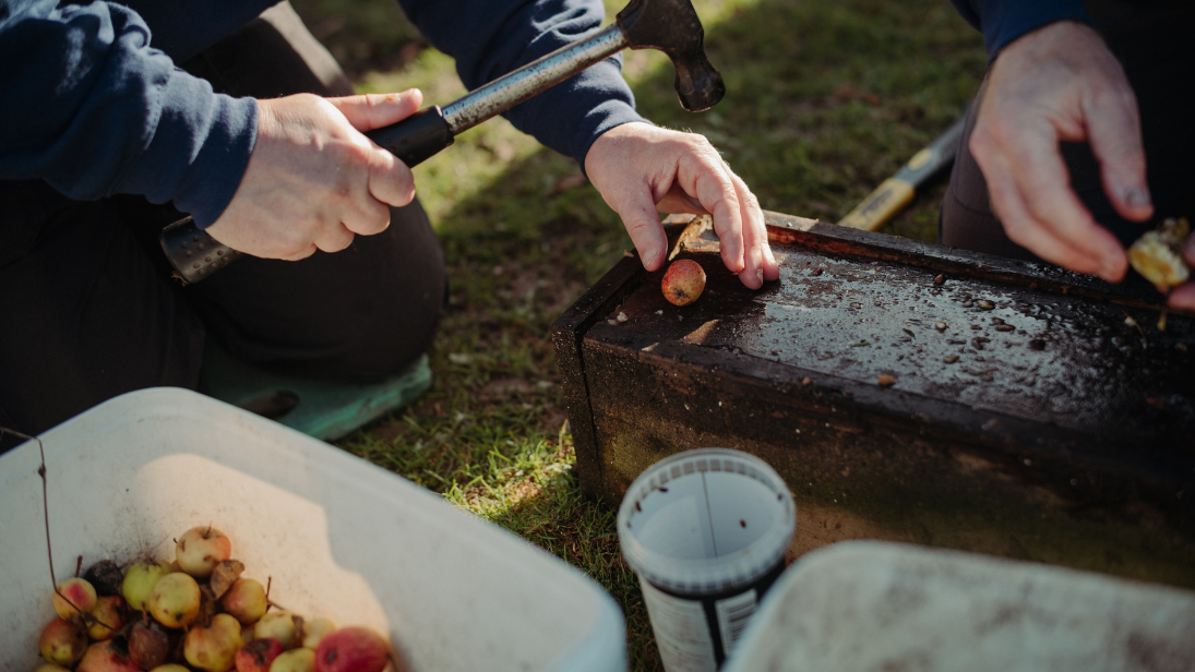 a volunteer smashing apples with a hammer