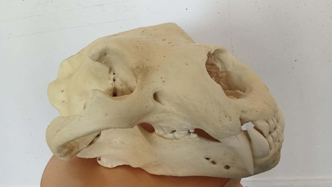 an image of an replica animal skull