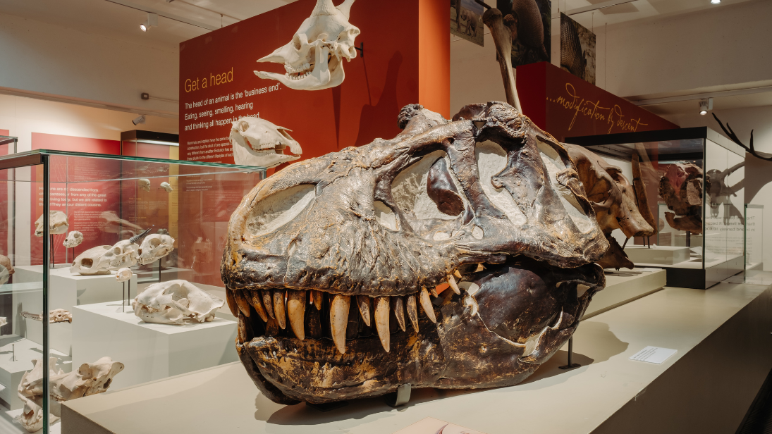 A close up image of a replica dinosaur skull 