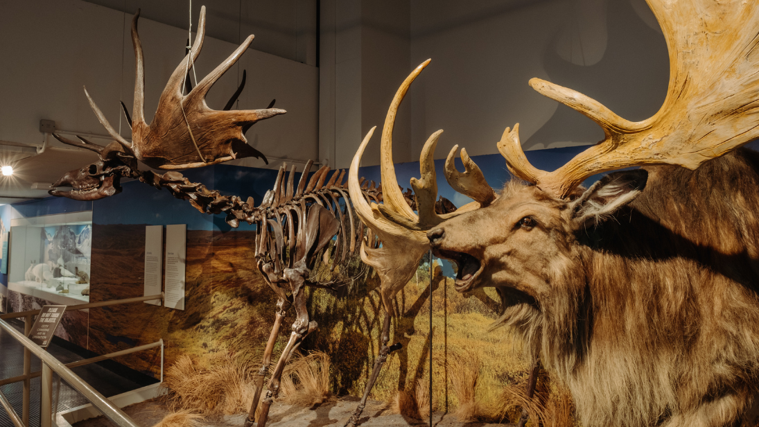 Replica deers and deer skeletons