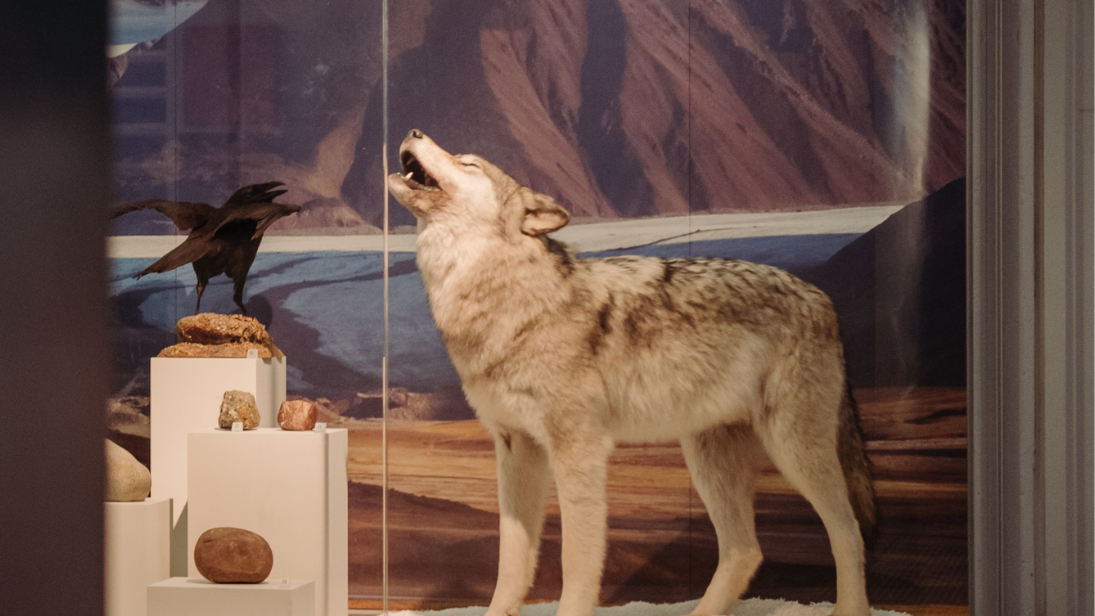 Grey wolf at ulster museum