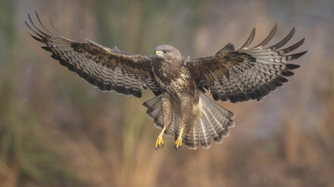 Common Buzzard, B. Benjamins 2022 