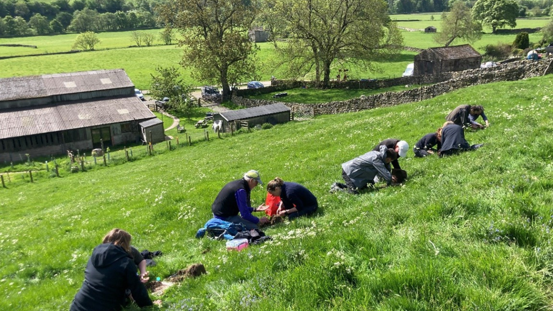 People hunting for bugs in the grass