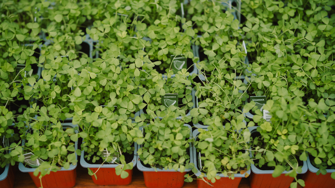 Green shamrock leaf 