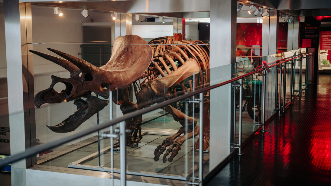 A fossil at the ulster museum 