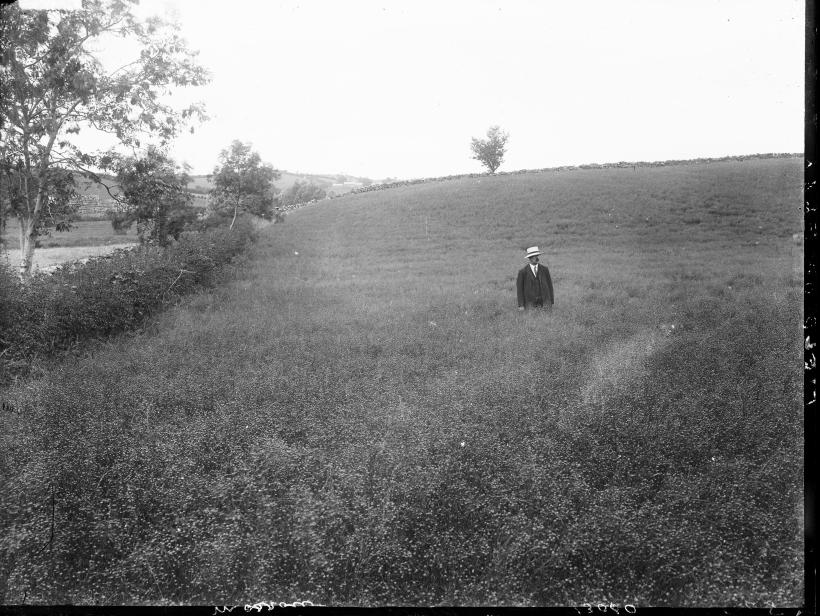 A man stands in a flax field the day before pulling