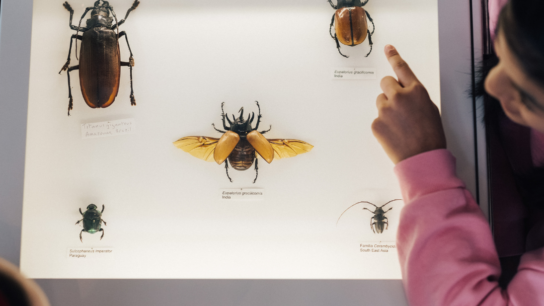 a girl pointing at a display of butterflies and insects 