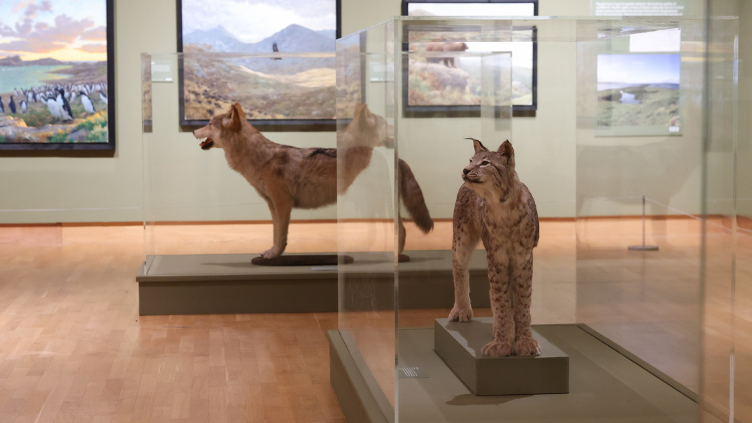 A picture of inside an exhibition called Wild Ireland. Paintings of wild life are on green painted walls and in the foreground of the photo are two glass cases with stuffed animals inside.