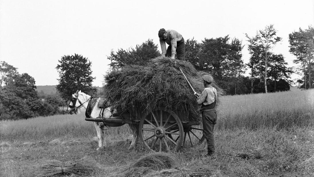 Carting flax, Toome