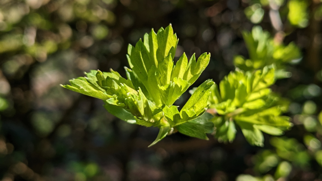A green leaf in the foreground with a sunlit forest behind the branch.
