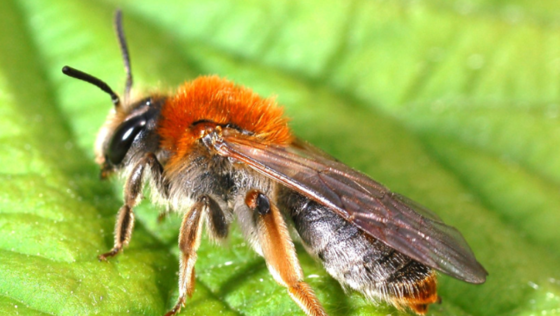 Andrena haemorrhoa (Orange-tailed Mining Bee)