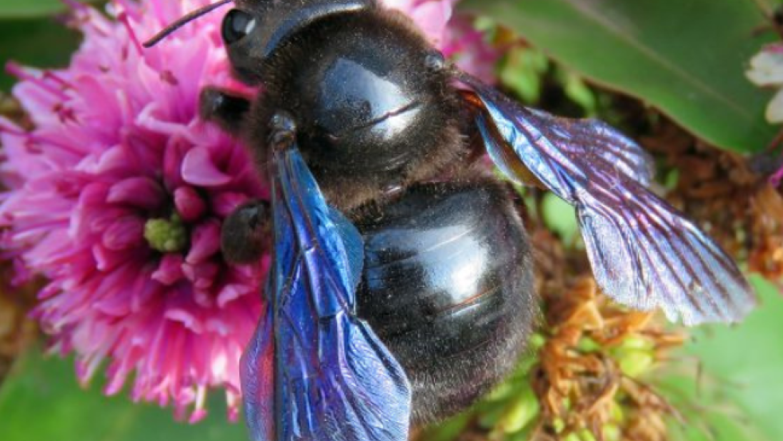 Xylocopa violacea (Violet Carpenter Bee)