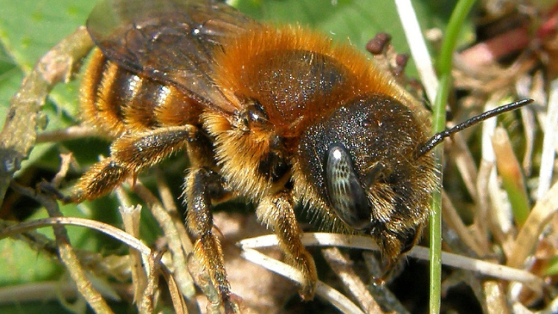 Osmia aurulenta (Gold-fringed Mason Bee)