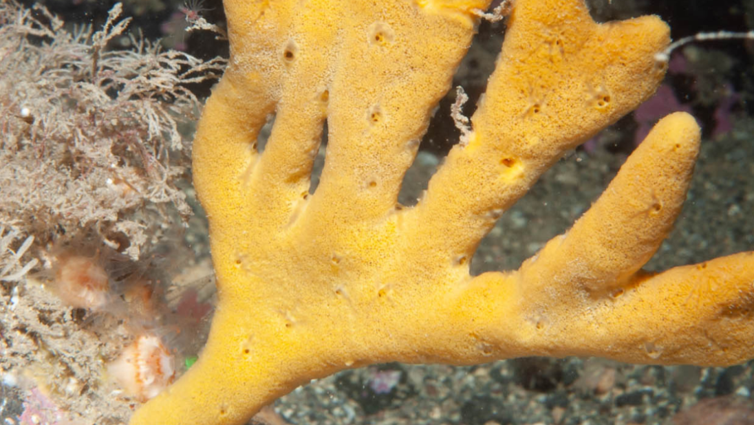 Axinella dissimilis orange sponge 