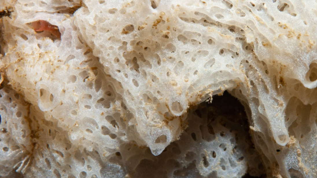 Clathrina coriacea | Sponge