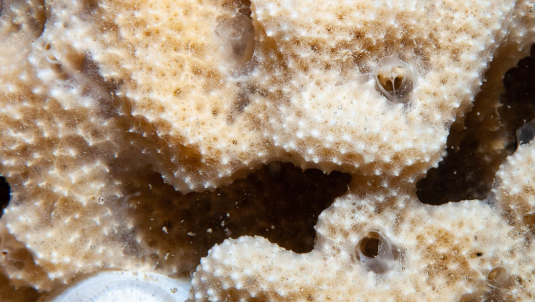 Dysidea fragilis | Sponge