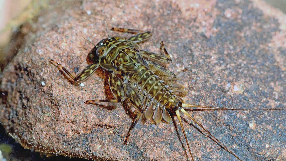 Mayfly larva, Ecdyonurus torrentis