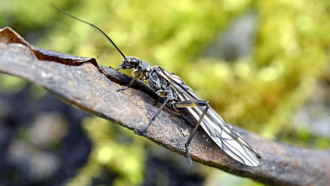 Stonefly adult, Protonemura meyeri