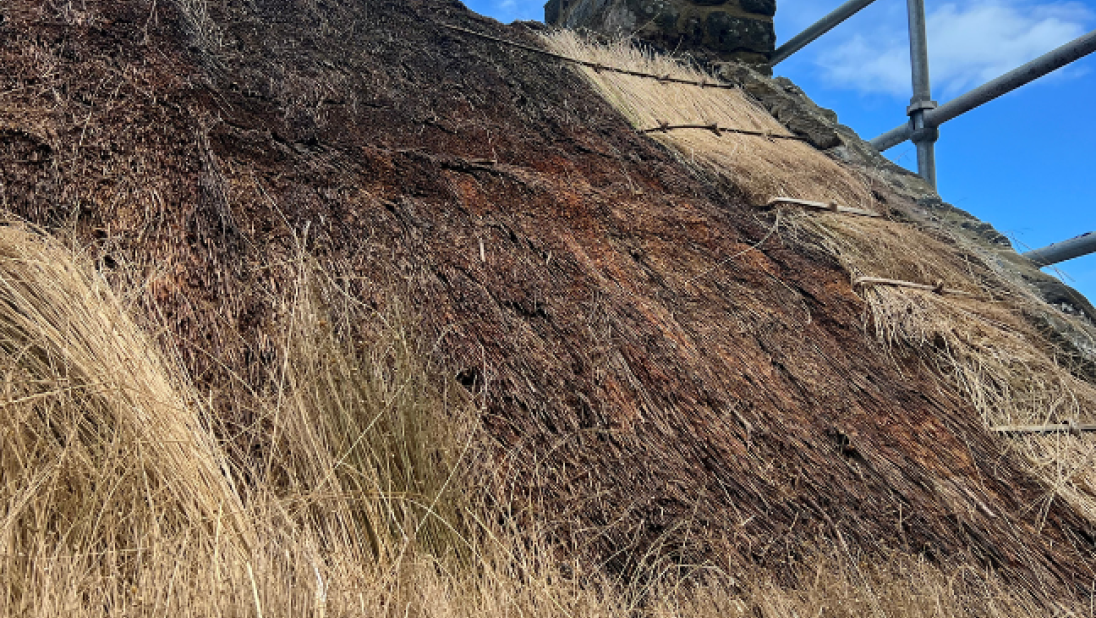 A roof in the middle of being thatched. At the top, old flax is being removed. At the bottom, new flax, straw-like and yellow, is being packed on in layers. 