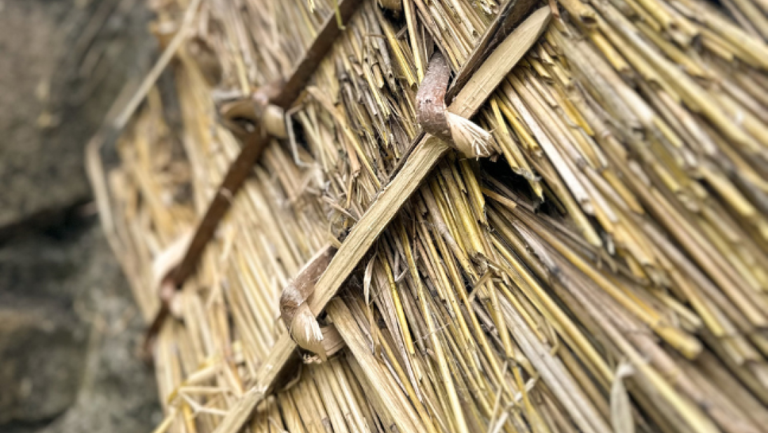 A cross section of thatch showing the wooden pegs holding the layers together. The thatch is about 10 inches thick.