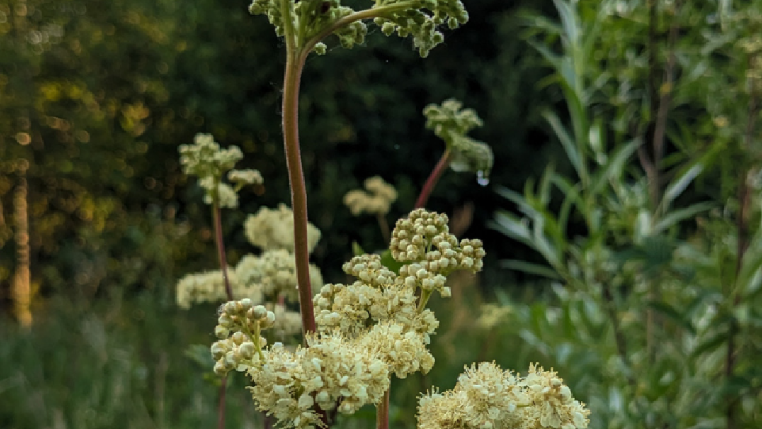 A close-up image of elderflower.