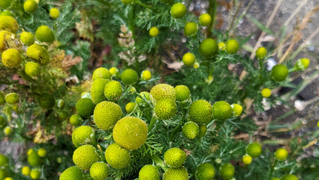 A close-up image of pineapple weed.