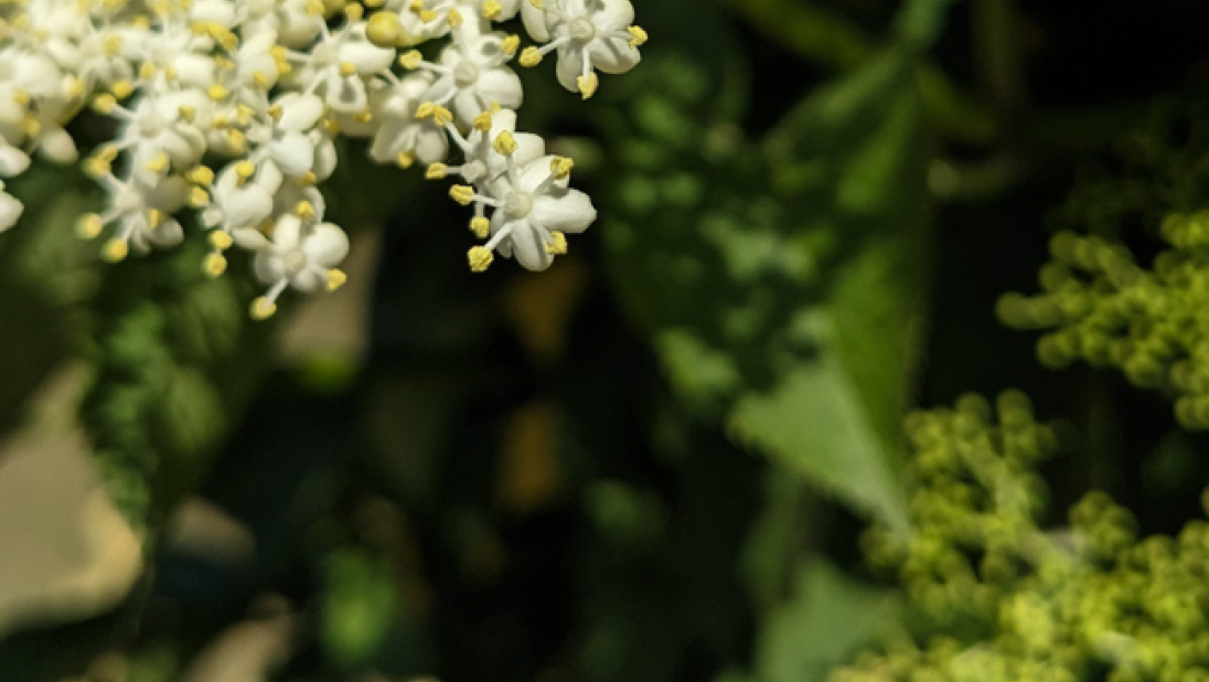 A close-up image of elderflower