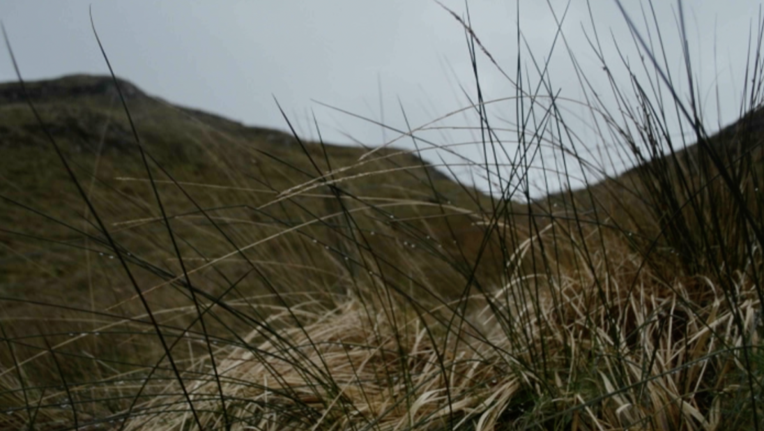 Grey sky, kills in the background, close up of grass