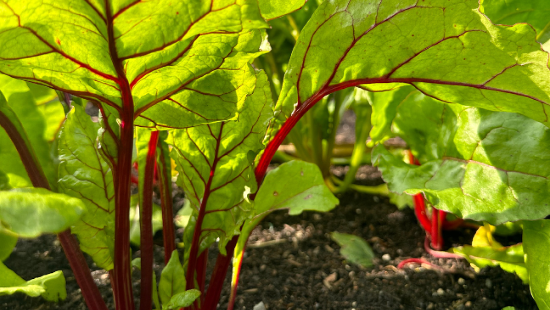 Rhubarb growing at the Ulster Folk Museum