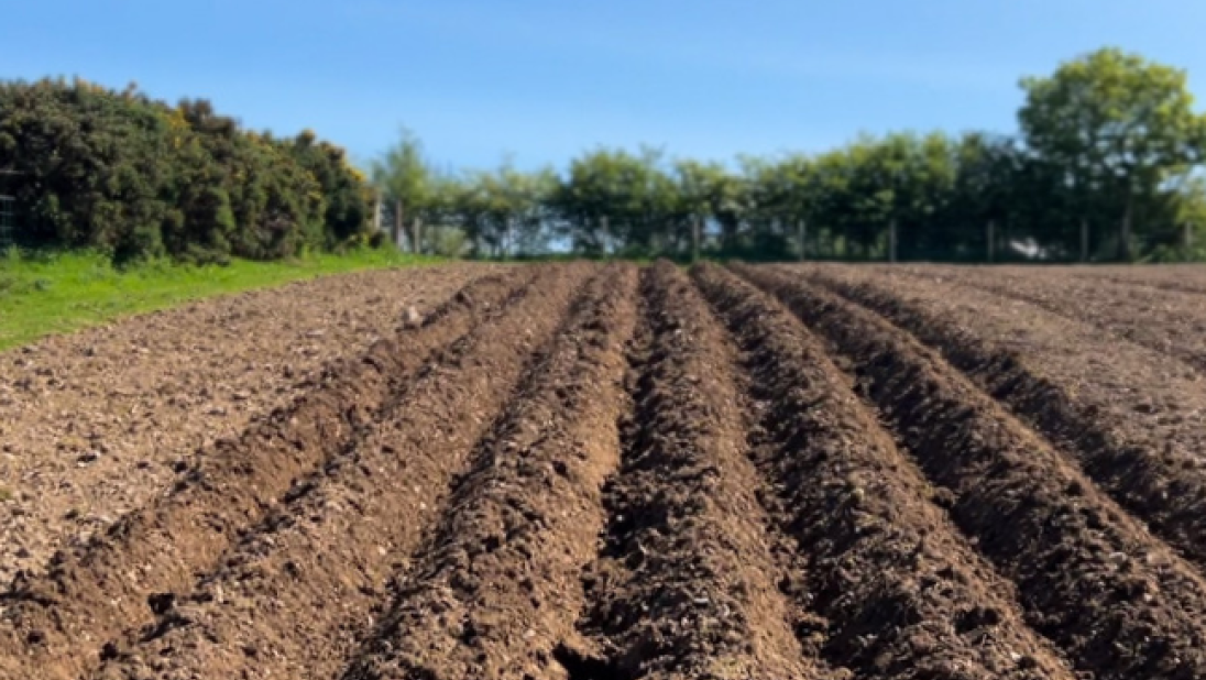 A field with drills, raised parallel beds for planting potatoes.