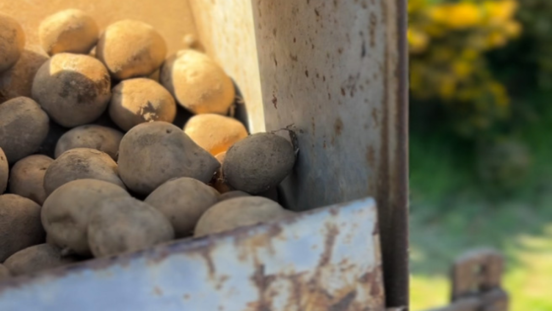 A close-up of a holding area for potatoes on the back of a tractor.