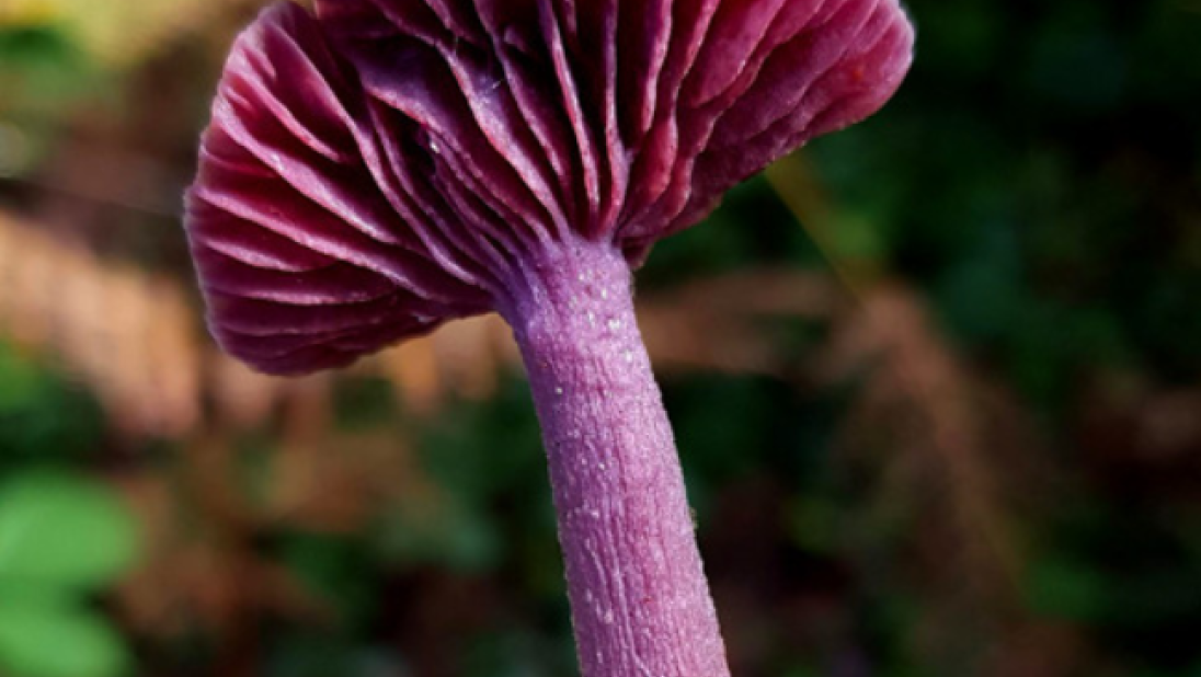 A photo of an amythest deceived. It is a vivid pinkish-purple, with a fibrous stem. The cap has 'gills', with lots of folds on the underside. 