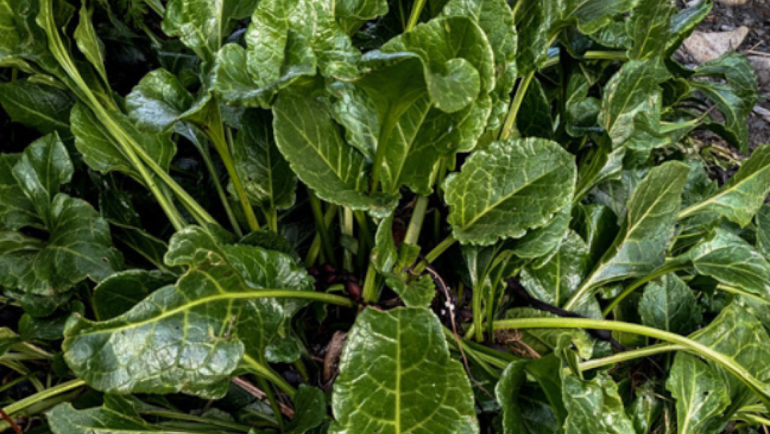 A photo of seabeet, a leafy plant. The leaves are long, dark green, with long thin stems.