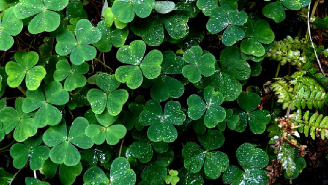 A photo of wood sorrel, a bright green clover-like plant.