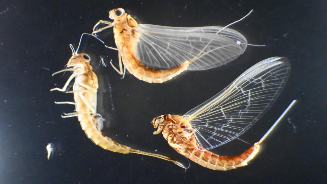 Three mayflies under a microscope, showing two adults and a juvenile.