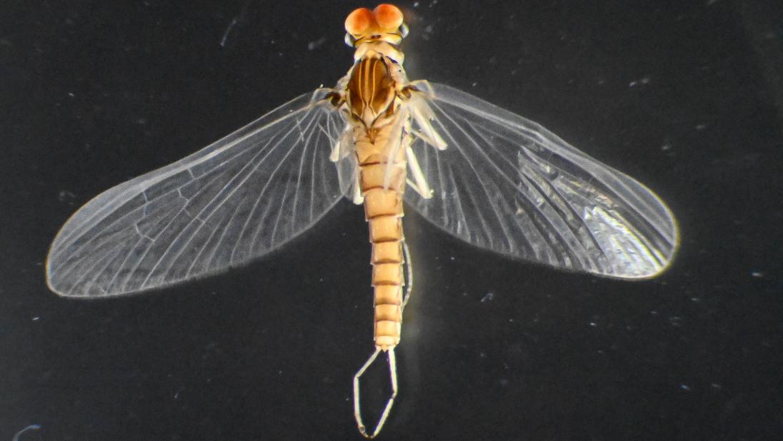 A mayfly under a microscope. It has a short orange body and wings outstretched. It is a female adult.