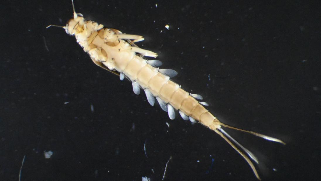 An image of a mayfly in its nymphal stage, shown under a microscope. Its gills are visible along its body.