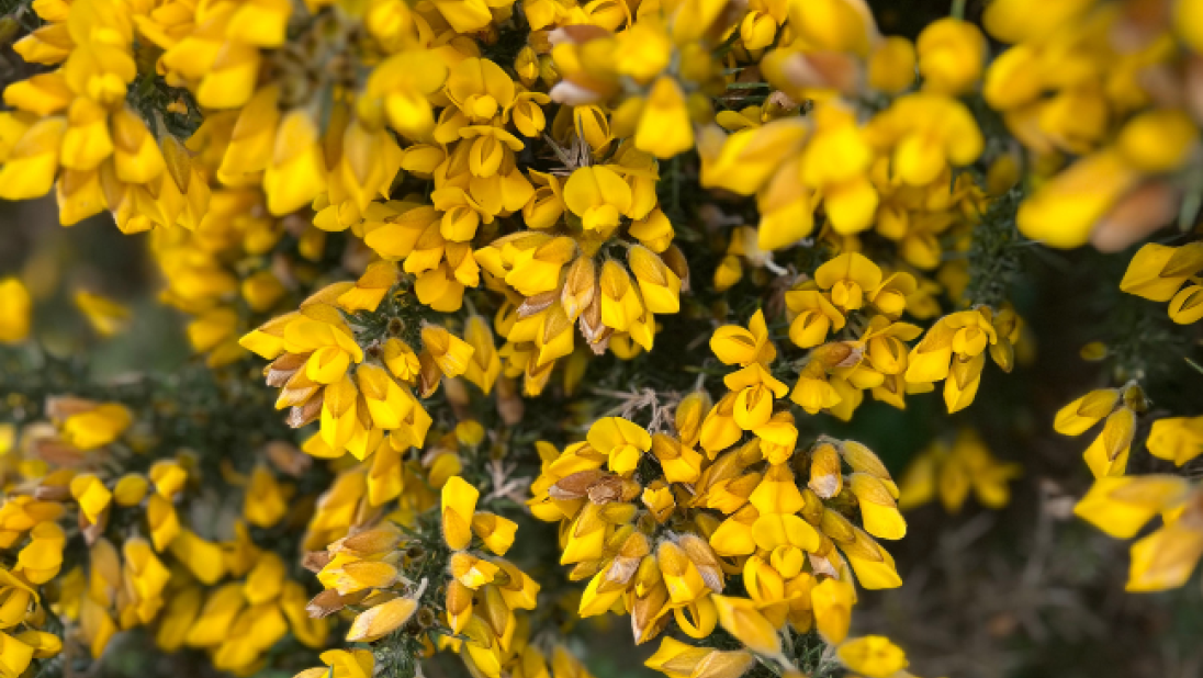 Gorse yellow flower