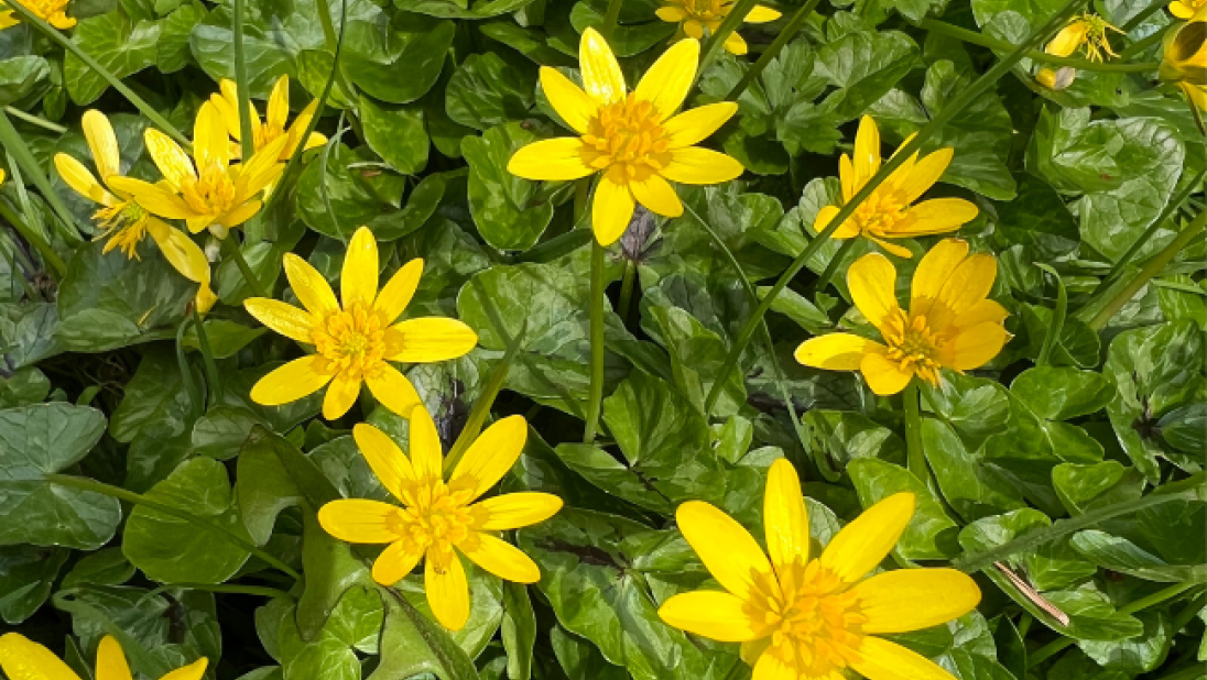 Lesser Celandine yellow flowers