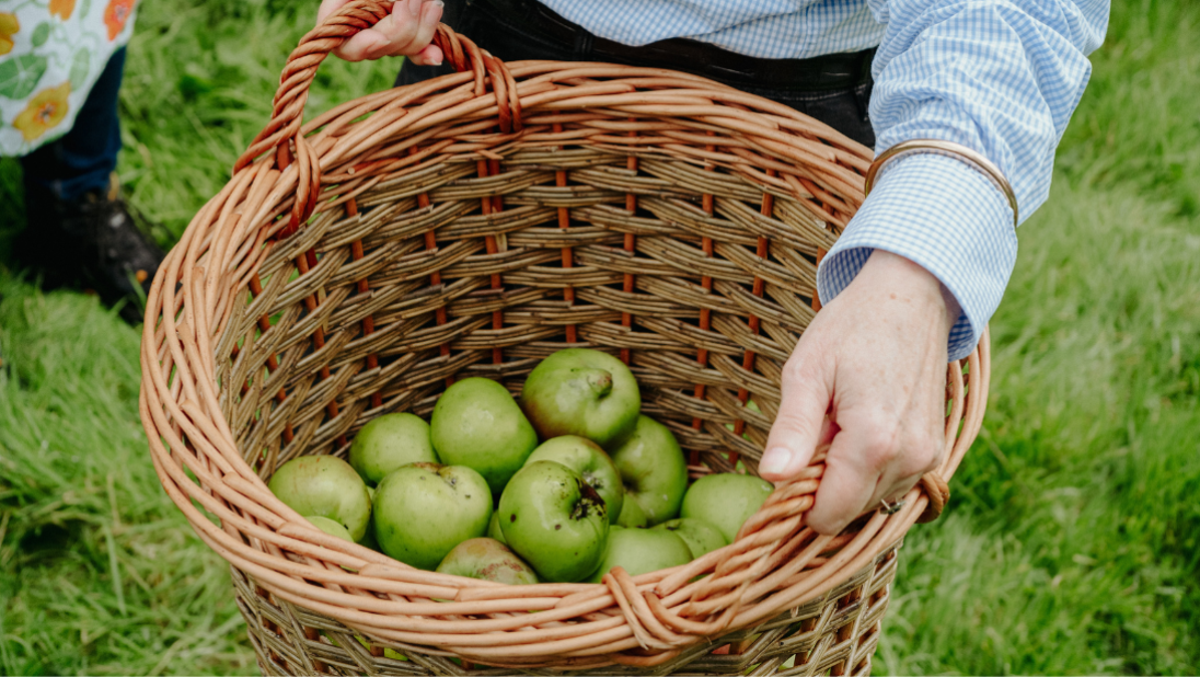 apples in a brown wicker basket