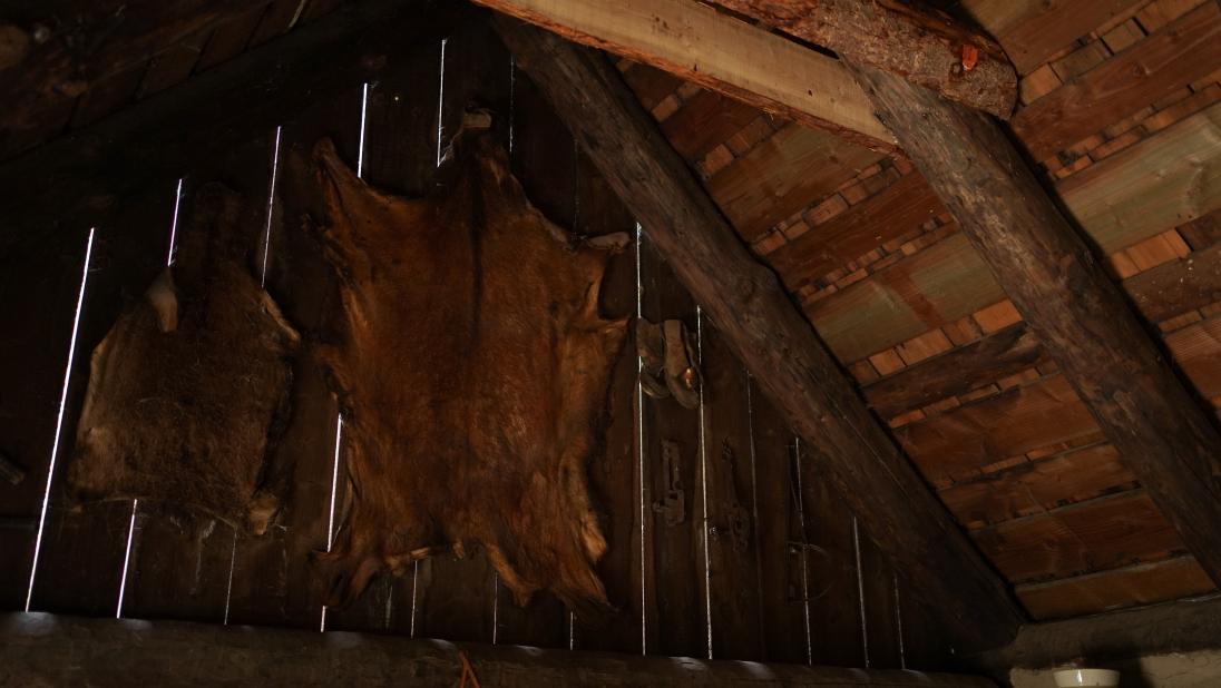 The interior wall of a log cabin showing what appears to be the skins of animals - likely fakes - hanging on the wall.