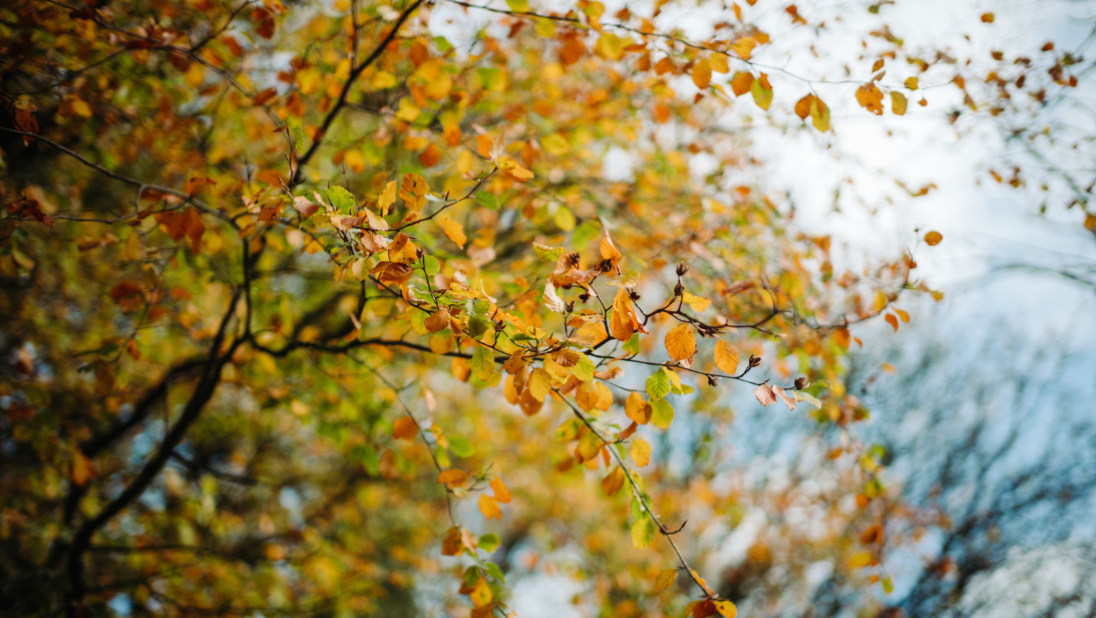 Autumn at the Ulster Folk Museum