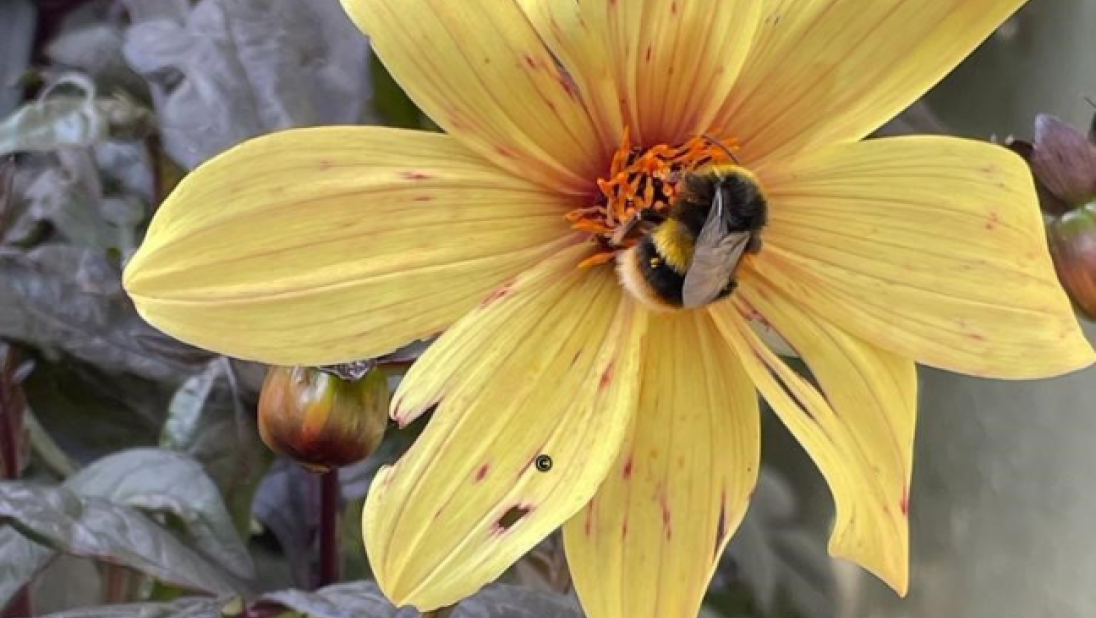 Bee in the middle of a yellow flower