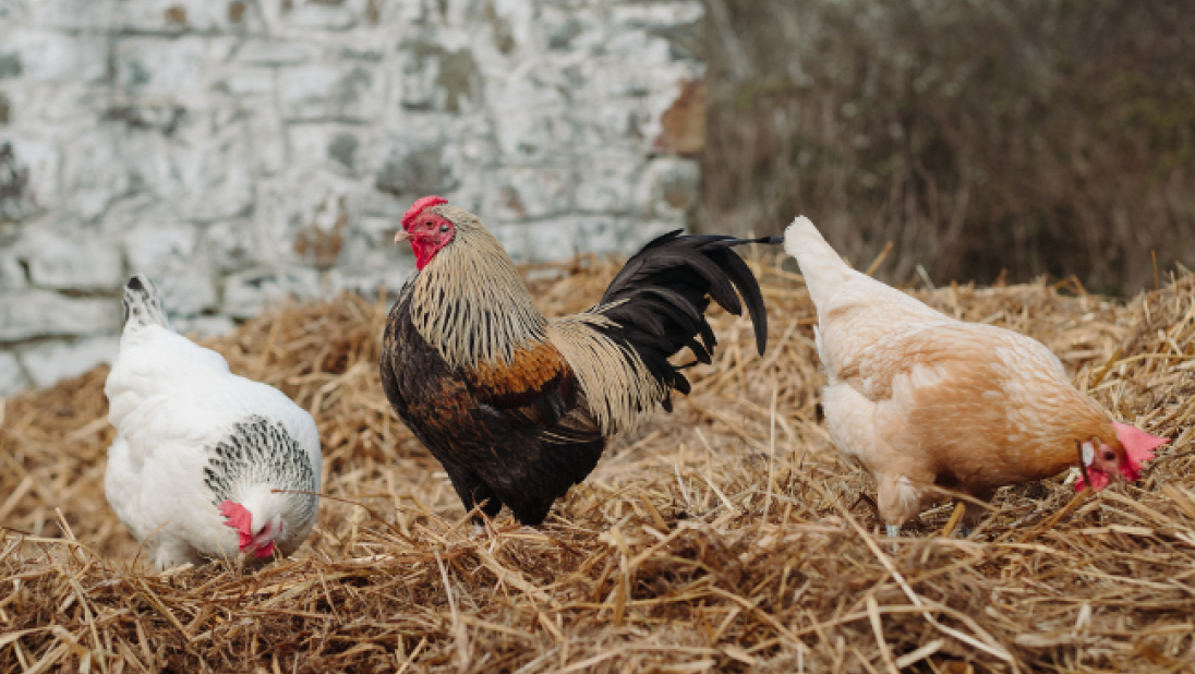 Rooster on the farm