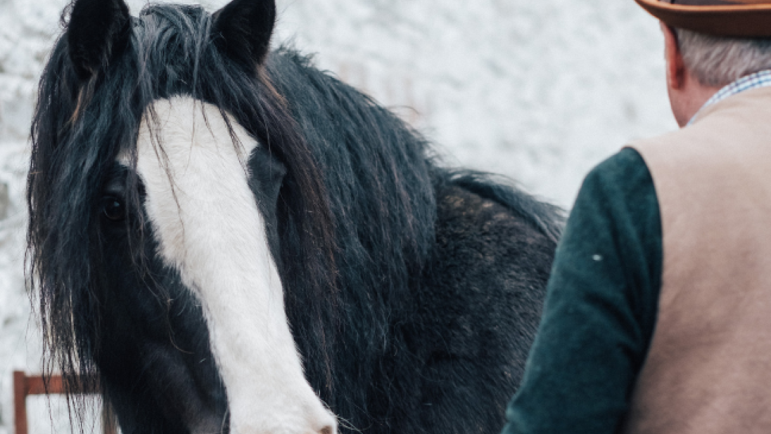 Working horse on the farm