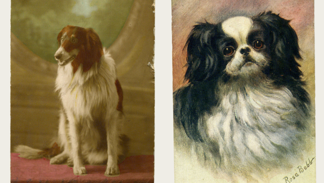 Two postcards of dogs.