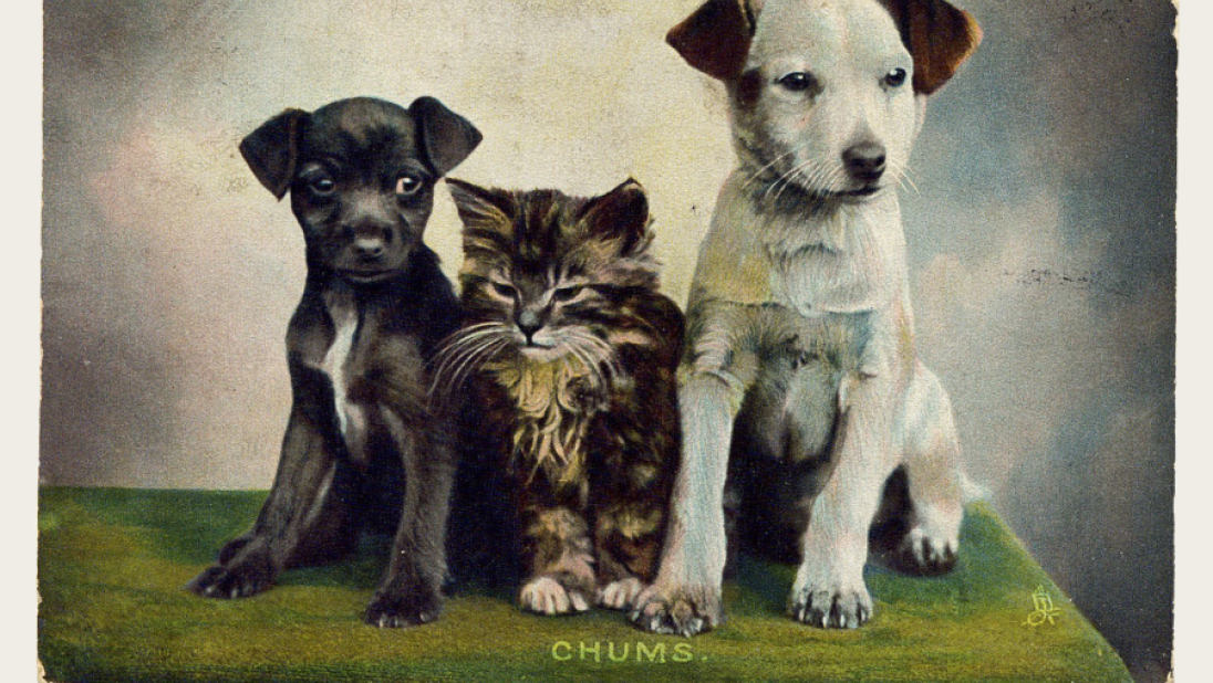 A postcard with a kitten sitting between two puppies.