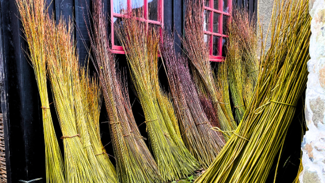 Willow outside Bob's workshop