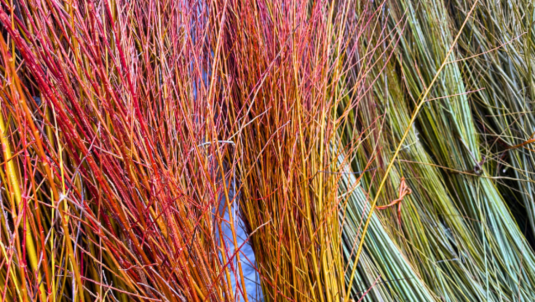 Different colours of willow