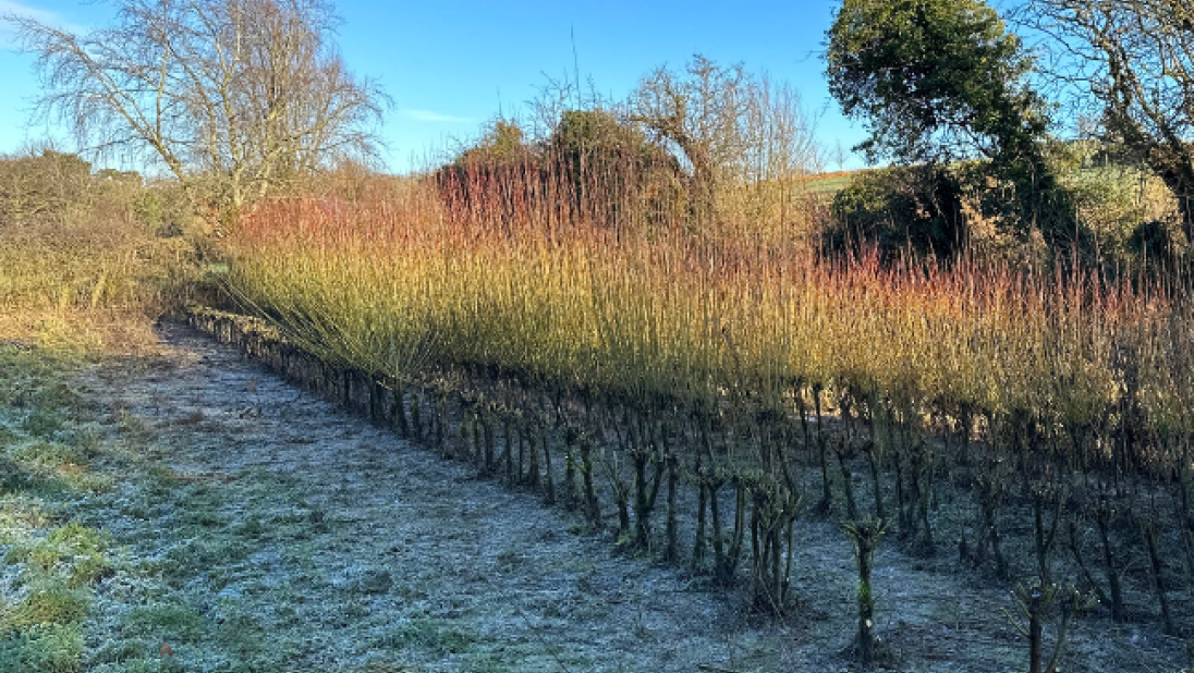 Willow harvest in the field